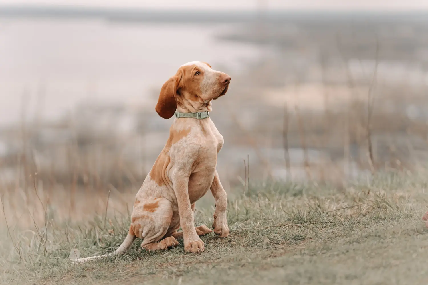Comprar um cachorro Bracco Italiano significa assumir a responsabilidade! Comprar cachorros Bracco Italiano.