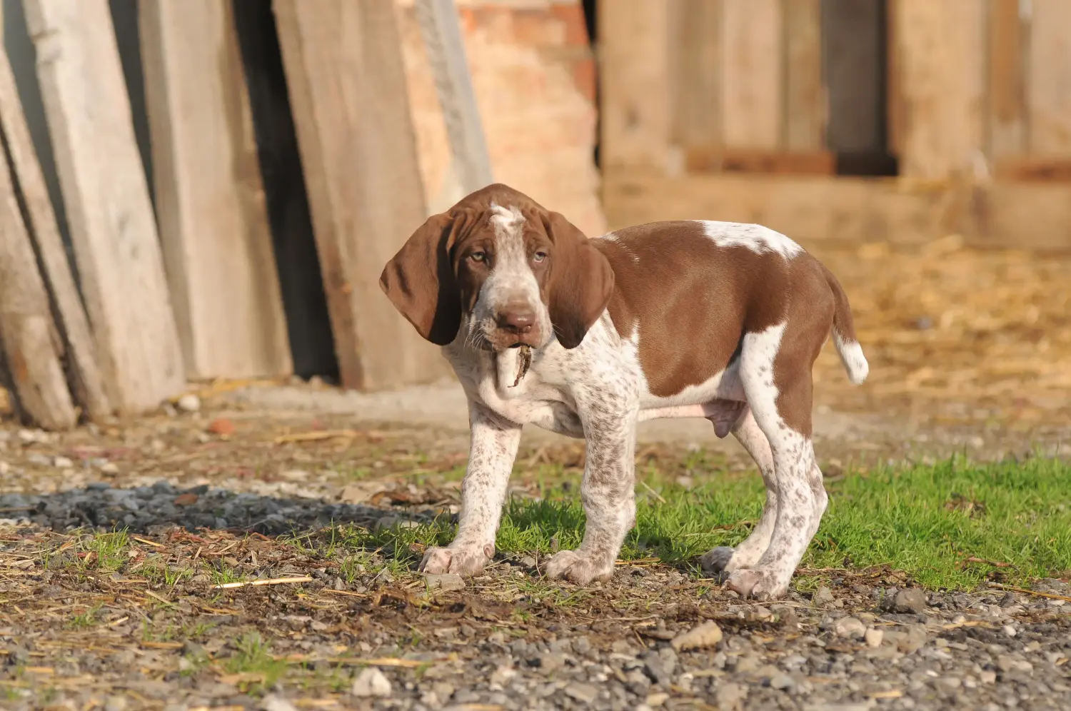 Comprar um cachorro Bracco Italiano significa assumir a responsabilidade! Comprar cachorros Bracco Italiano.