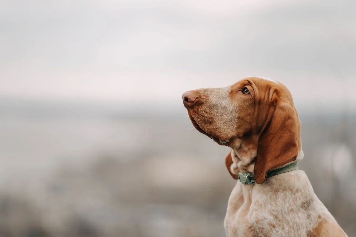 Comprar um cachorro Bracco Italiano significa assumir a responsabilidade! Comprar cachorros Bracco Italiano.