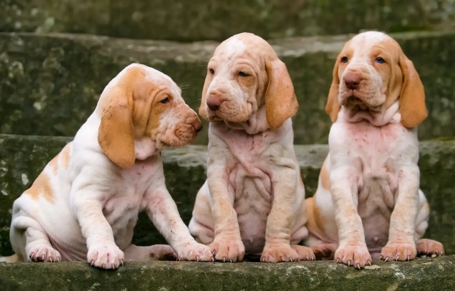 Comprar um cachorro Bracco Italiano significa assumir a responsabilidade! Comprar cachorros Bracco Italiano.
