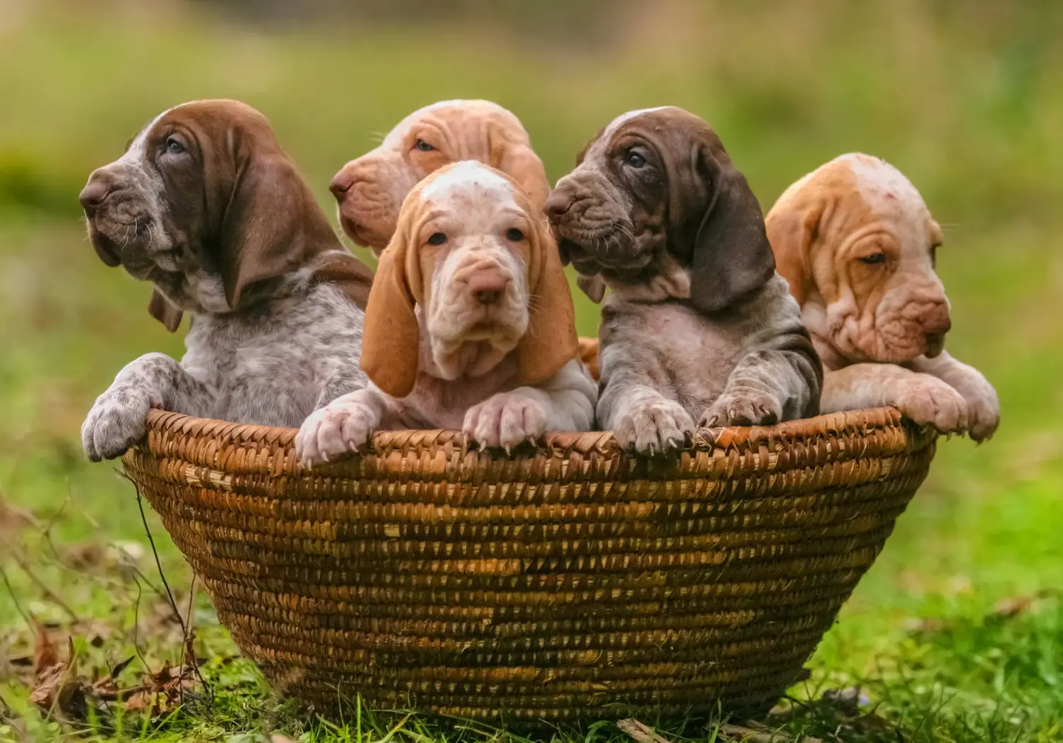 Comprar um cachorro Bracco Italiano significa assumir a responsabilidade! Comprar cachorros Bracco Italiano.