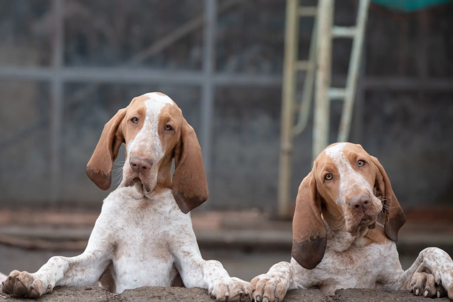 Comprar um cachorro Bracco Italiano significa assumir a responsabilidade! Comprar cachorros Bracco Italiano.