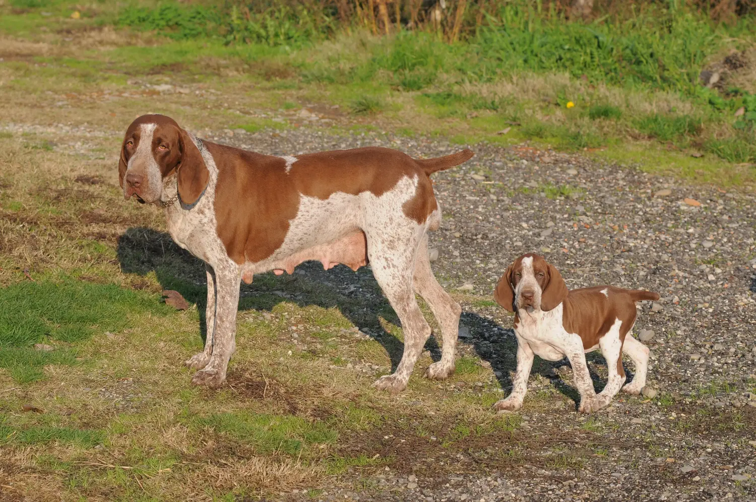 Comprar um cachorro Bracco Italiano significa assumir a responsabilidade! Comprar cachorros Bracco Italiano.