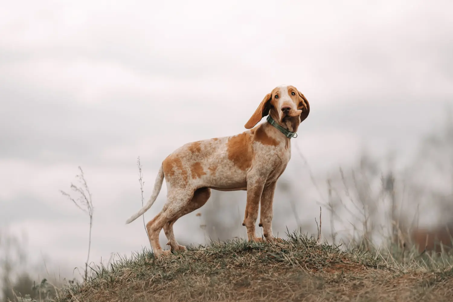 Comprar um cachorro Bracco Italiano significa assumir a responsabilidade! Comprar cachorros Bracco Italiano.