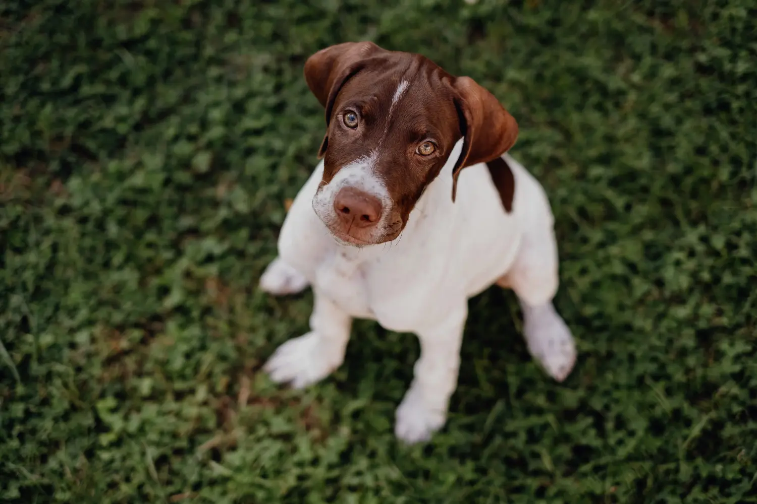Comprar um cachorro Braque français tipo Pyrénées é assumir uma responsabilidade! Comprar cachorros Braque français tipo Pyrénées.