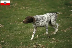 Read more about the article Braque français tipo Pyrénées criadores e cachorros na Turíngia