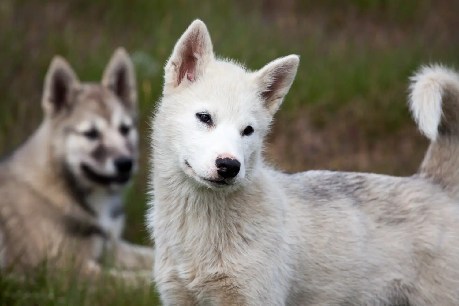 Comprar um cachorro da Gronelândia significa assumir a responsabilidade! Comprar cachorros para cães da Gronelândia.