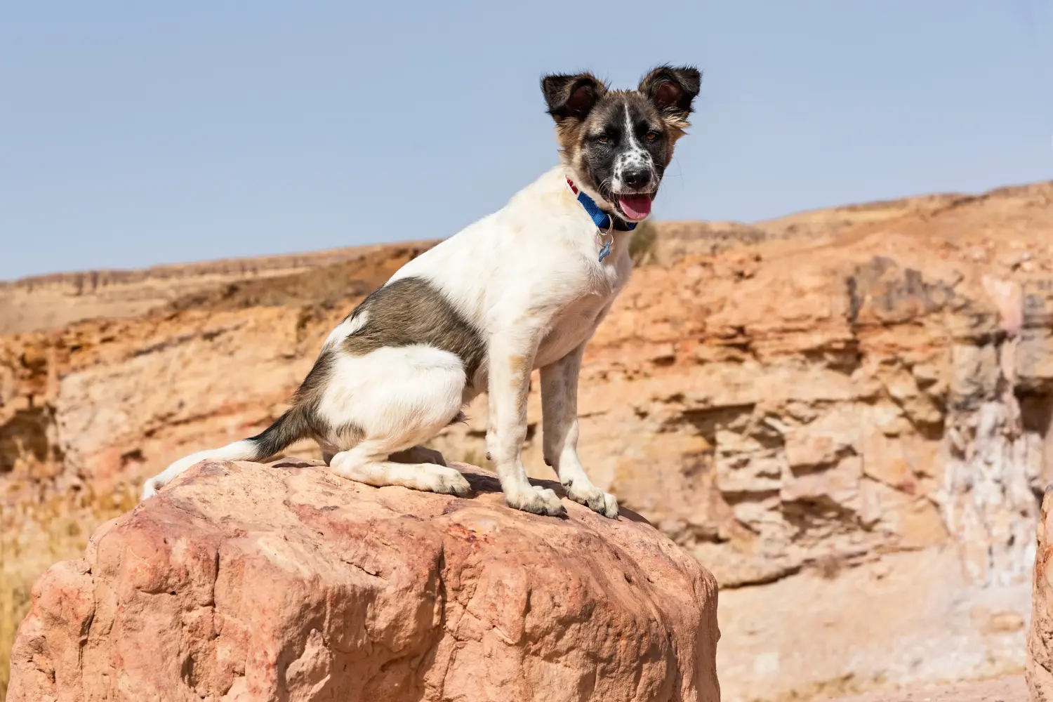 Comprar um cachorro Cão de Canaã significa assumir a responsabilidade! Comprar cachorros de cães de Canaã.