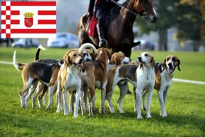 Read more about the article Criador de cães de caça franceses e cachorros em Bremen