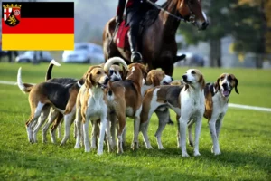 Read more about the article Criadores de cães de caça franceses e cachorros na Renânia-Palatinado