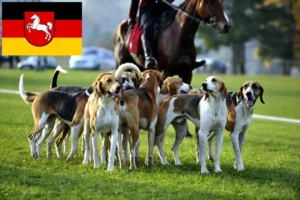 Read more about the article Criadores de cães de caça franceses e cachorros na Baixa Saxónia