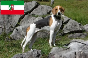 Read more about the article Criadores de cães de caça franceses e cachorros na Renânia do Norte-Vestefália