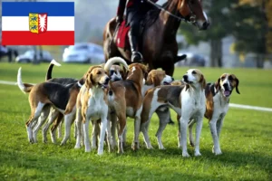 Read more about the article Criadores de cães de caça franceses e cachorros em Schleswig-Holstein