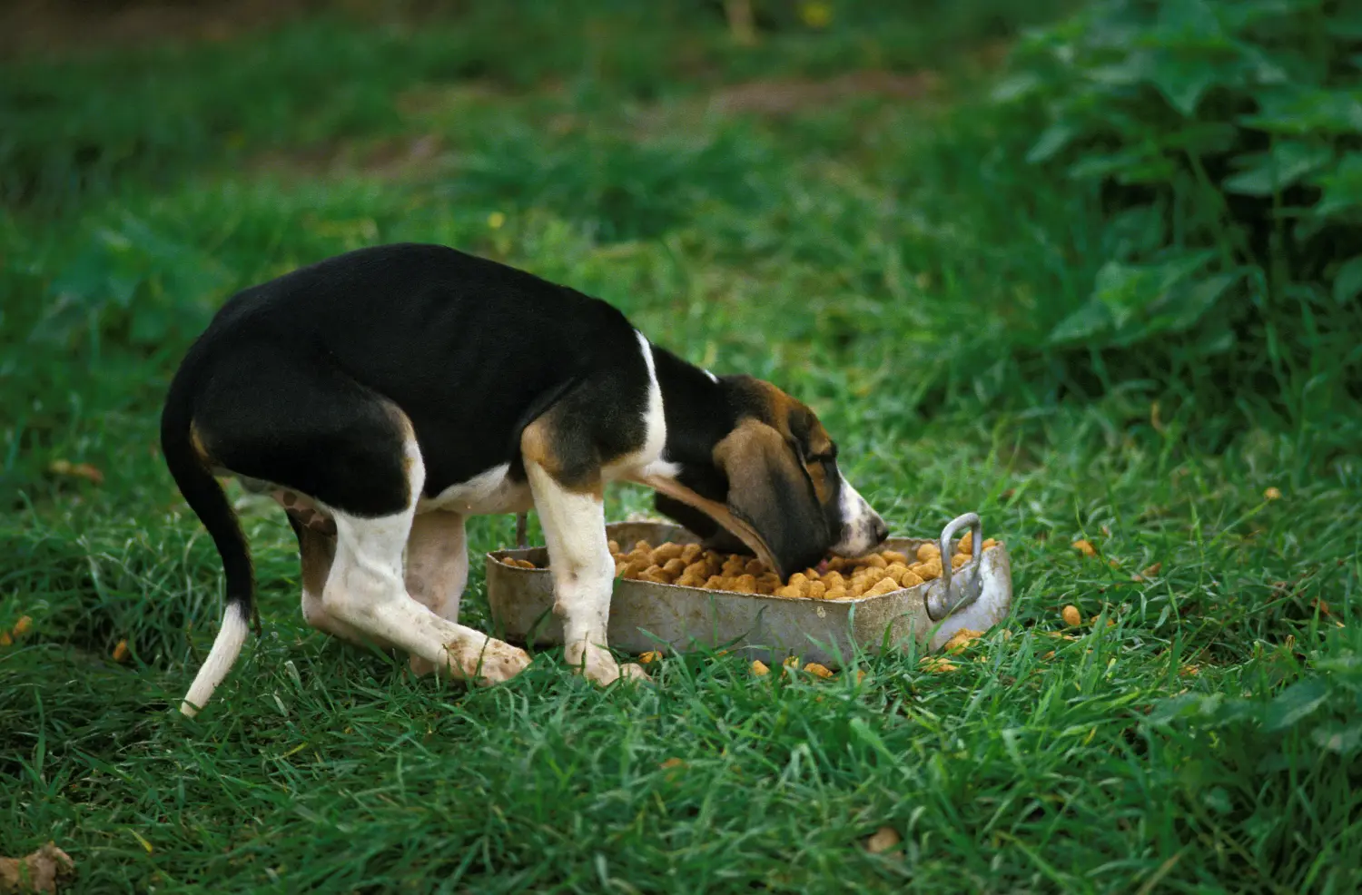 Comprar um cachorro Grand Anglo-Français significa assumir a responsabilidade! Comprar cachorros Grand Anglo-Français.