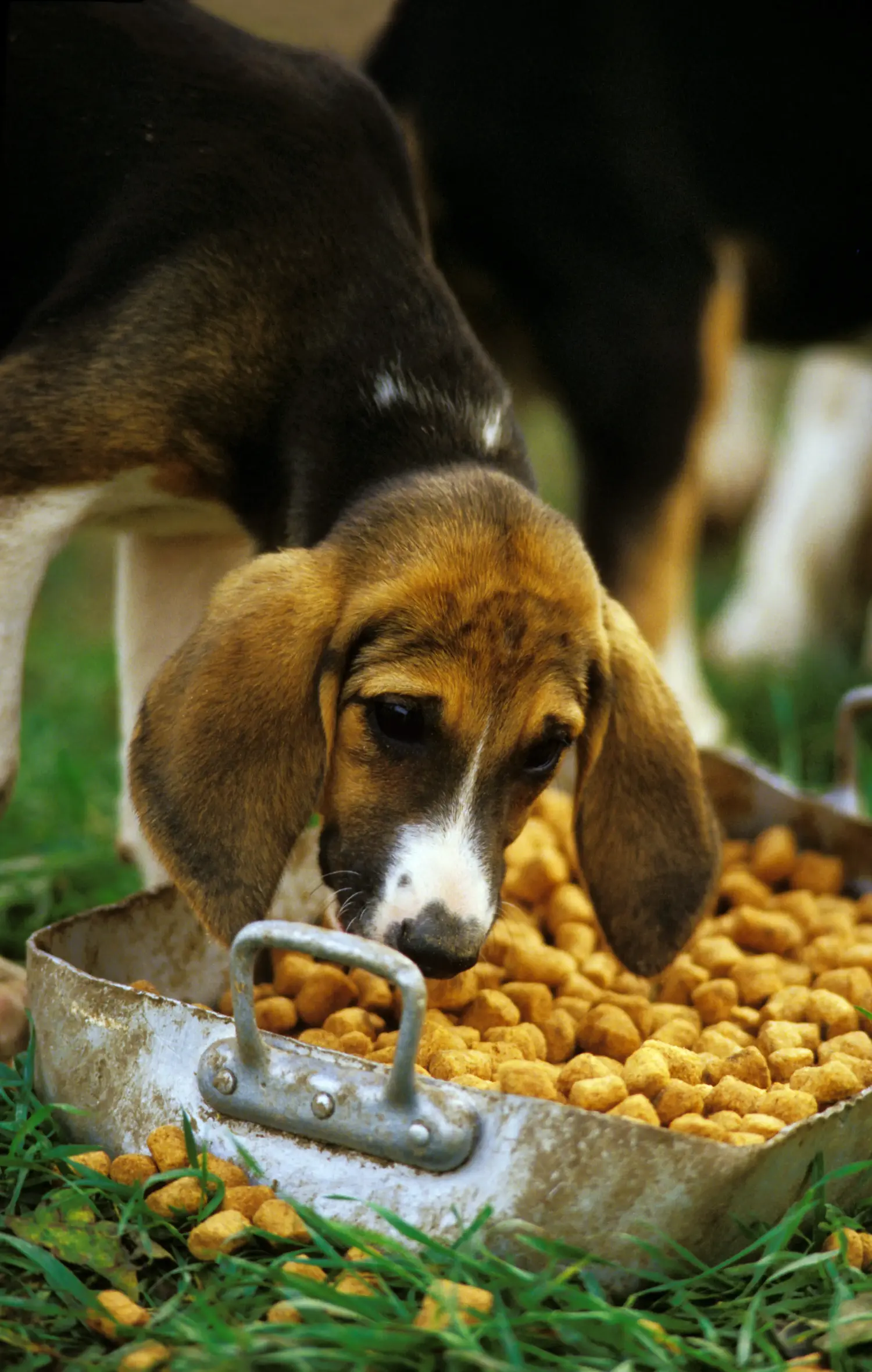 Comprar um cachorro Grand Anglo-Français significa assumir a responsabilidade! Comprar cachorros Grand Anglo-Français.