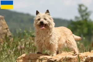 Read more about the article Criadores de Cairn Terrier e cachorros na Ucrânia