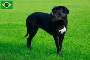 Read more about the article Cane Corso Italiano criadores e cachorros no Brasil