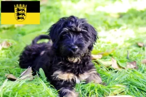 Read more about the article Cão da Serra de Aires criadores e cachorros em Baden-Württemberg