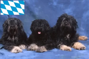 Read more about the article Cão da Serra de Aires criadores e cachorros na Baviera