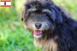 Read more about the article Cão da Serra de Aires criadores e cachorros em Berlim