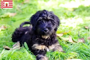 Read more about the article Cão da Serra de Aires criadores e cachorros em Bremen