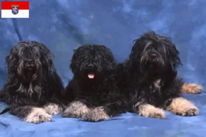 Read more about the article Cão da Serra de Aires criadores e cachorros em Hessen