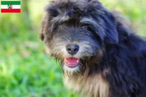 Read more about the article Cão da Serra de Aires criadores e cachorros na Renânia do Norte-Vestefália