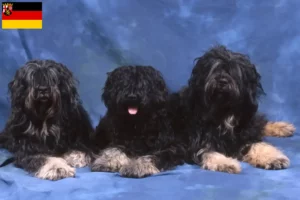 Read more about the article Cão da Serra de Aires criadores e cachorros em Renânia-Palatinado