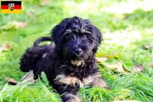 Read more about the article Cão da Serra de Aires criadores e cachorros em Saarland