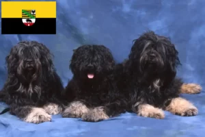 Read more about the article Cão da Serra de Aires criadores e cachorros em Saxónia-Anhalt