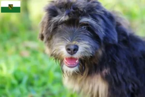 Read more about the article Cão da Serra de Aires criadores e cachorros em Saxónia