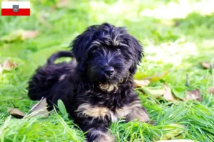 Read more about the article Cão da Serra de Aires criadores e cachorros na Turíngia