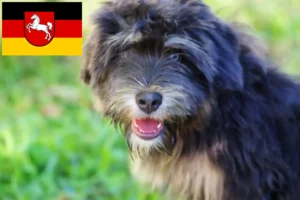 Read more about the article Cão da Serra de Aires criadores e cachorros na Baixa Saxónia
