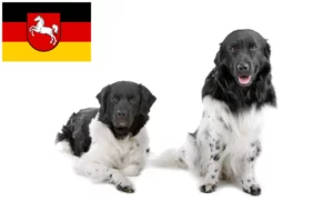 Read more about the article Criadores de cães de água frísios e cachorros na Baixa Saxónia