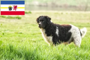 Read more about the article Criadores de Cão de Água Frísio e cachorros em Mecklenburg-Vorpommern
