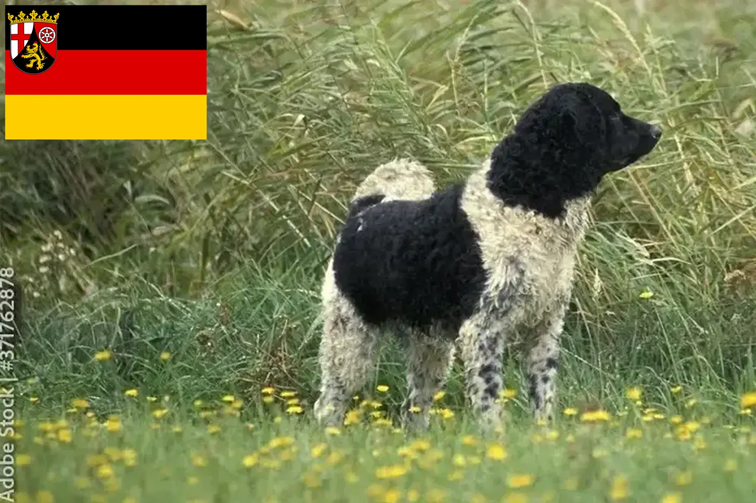 Read more about the article Criadores de Cão de Água Frísio e cachorros em Renânia-Palatinado