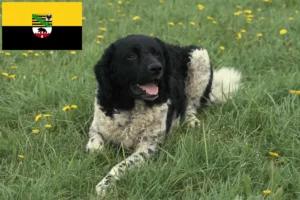 Read more about the article Criador de Cão de Água Frísio e cachorros em Saxónia-Anhalt
