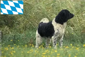 Read more about the article Criadores de cães de água frísios e cachorros na Baviera