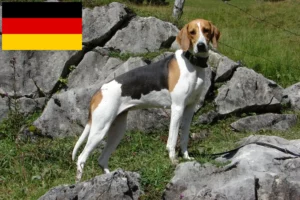 Read more about the article Criadores de cães de caça franceses e cachorros na Alemanha
