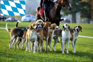 Read more about the article Criadores de cães de caça franceses e cachorros na Baviera