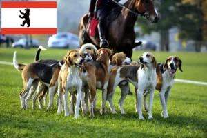 Read more about the article Criador de cães de caça franceses e cachorros em Berlim