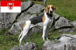 Read more about the article Criadores de cães de caça franceses e cachorros em Brandenburg
