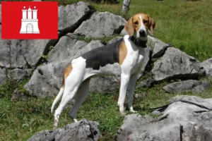 Read more about the article Criador de cães de caça franceses e cachorros em Hamburgo
