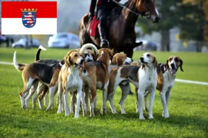 Read more about the article Criadores de cães de caça franceses e cachorros em Hessen