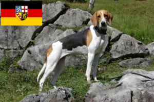 Read more about the article Criador de cães de caça franceses e cachorros em Saarland