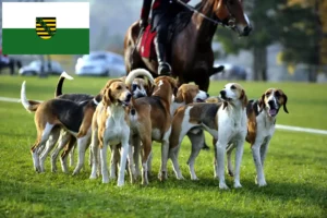 Read more about the article Criadores de cães de caça franceses e cachorros na Saxónia