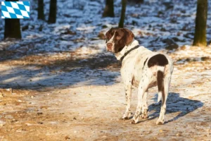 Read more about the article Criador de cães de fila dinamarqueses antigos e cachorros na Baviera
