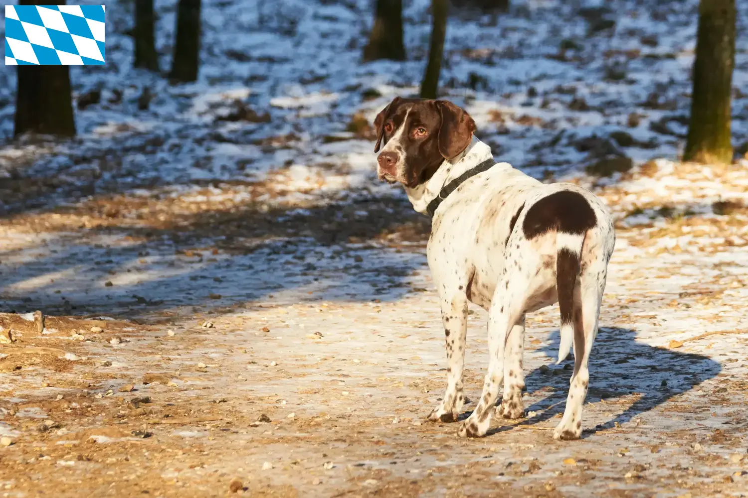 Cão de fila dinamarquês antigo cachorros e criador Bavaria Aqui pode encontrar criadores de Old Danish Pointing Dog na Baviera.