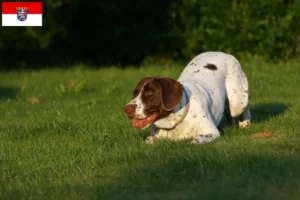 Read more about the article Criador de cães de fila dinamarqueses antigos e cachorros em Hessen