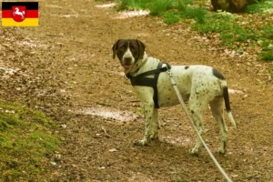 Read more about the article Criador de cães de fila dinamarqueses antigos e cachorros na Baixa Saxónia